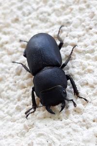 <i>Dorcus parallelipipedus</i>