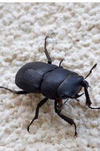 <i>Dorcus parallelipipedus</i>