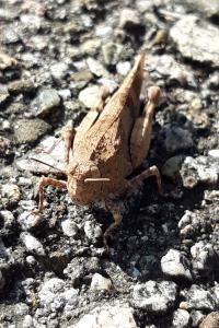 <i>Oedipoda caerulescens</i>