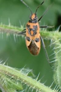 <i>Corizus hyoscyami</i>