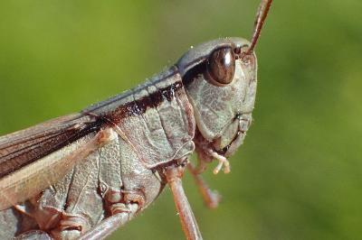 <i>Mecostethus parapleurus</i>