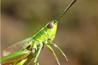 <i>Euthystira brachyptera</i>