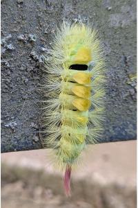 <i>Calliteara pudibunda</i>