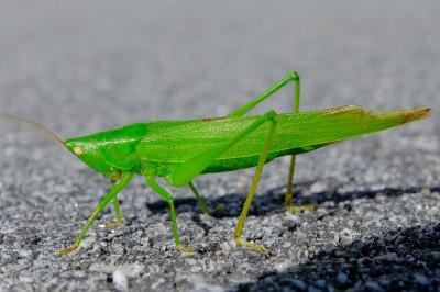 <i>Ruspolia nitidula</i>