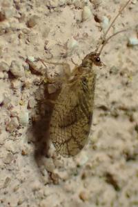 <i>Micromus angulatus</i>