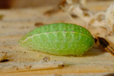 <i>Apoda limacodes</i>