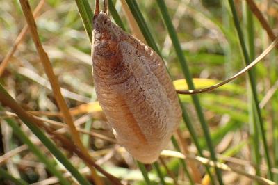 <i>Mantis religiosa</i>
