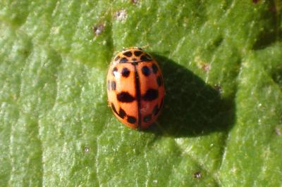 <i>Oenopia conglobata</i>