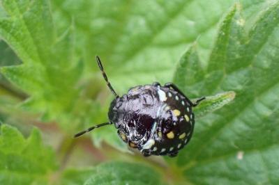 <i>Nezara viridula</i>
