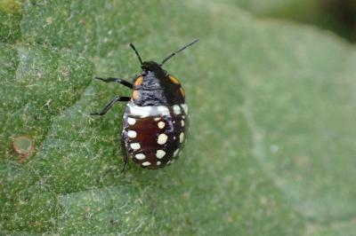 <i>Nezara viridula</i>