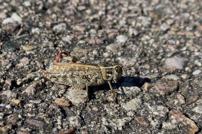<i>Calliptamus italicus</i>