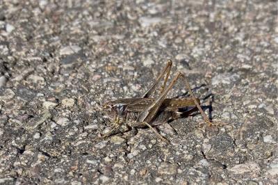 <i>Platycleis albopunctata</i>