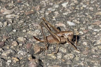 <i>Pholidoptera griseoaptera</i>