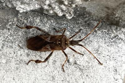 <i>Leptoglossus occidentalis</i>