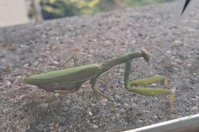 <i>Mantis religiosa</i>