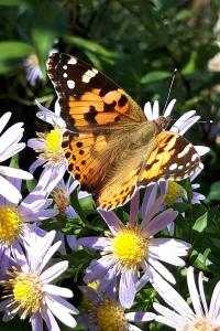 <i>Vanessa cardui</i>