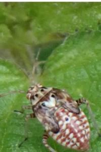 <i>Lygus pratensis</i>