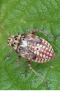 <i>Lygus pratensis</i>
