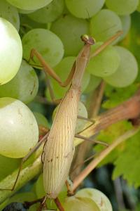 <i>Mantis religiosa</i>