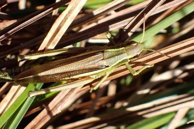 <i>Stethophyma grossum</i>