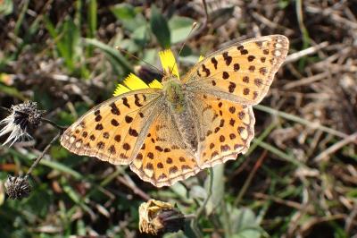 <i>Issoria lathonia</i>