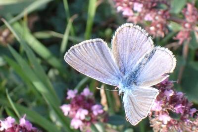 <i>Polyommatus icarus</i>