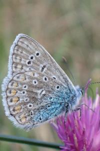 <i>Polyommatus icarus</i>