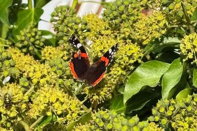 <i>Vanessa atalanta</i>