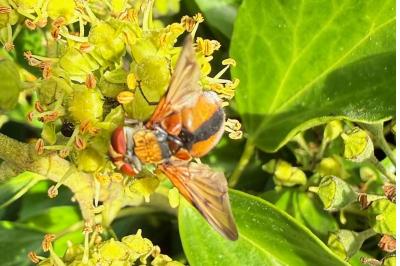 <i>Ectophasia crassipennis</i>