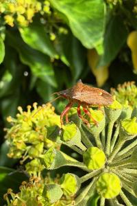<i>Picromerus bidens</i>