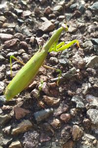 <i>Mantis religiosa</i>
