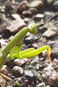 <i>Mantis religiosa</i>