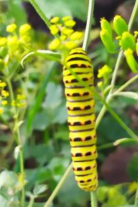 <i>Papilio machaon</i>