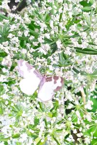 <i>Lomaspilis marginata</i>