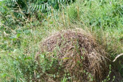 <i>Formica pratensis</i>