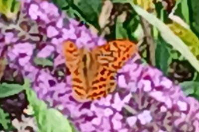 <i>Argynnis paphia</i>