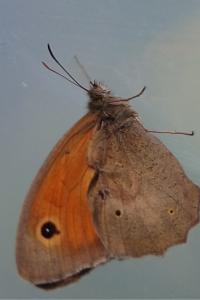 <i>Maniola jurtina</i>