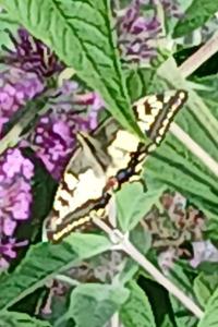 <i>Papilio machaon</i>