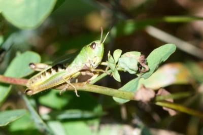 <i>Pseudochorthippus parallelus</i>