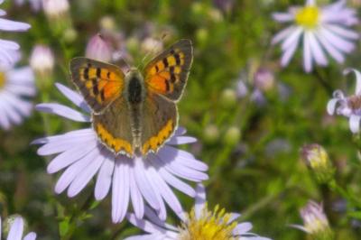 <i>Lycaena phlaeas</i>