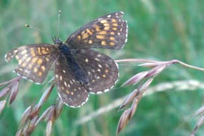 <i>Melitaea diamina</i>