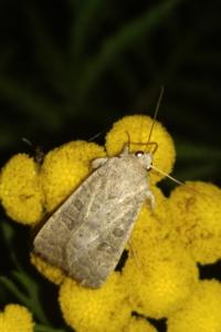 <i>Hoplodrina ambigua</i>