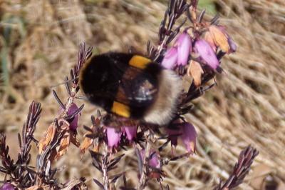 <i>Bombus terrestris</i>