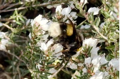 <i>Bombus</i>