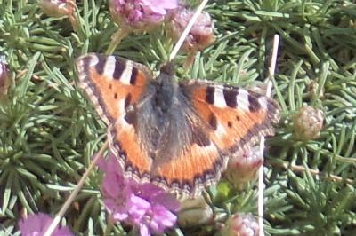<i>Aglais urticae</i>