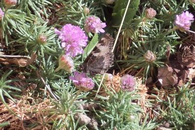 <i>Aglais urticae</i>