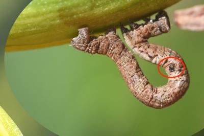 <i>Peribatodes rhomboidaria</i>