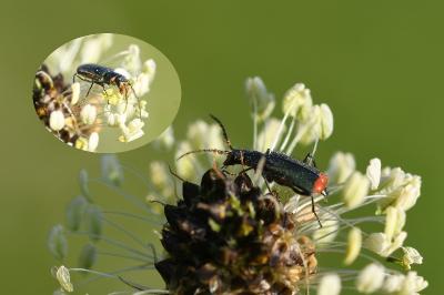 <i>Malachius bipustulatus</i>