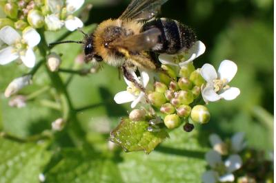 <i>Andrena nitida</i>