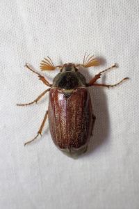 <i>Melolontha melolontha</i>